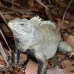 iguana_rock_lwc_provo_v_0076_tci0076.jpg